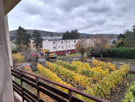 Dobřichovická vinička ve své podzimní kráse