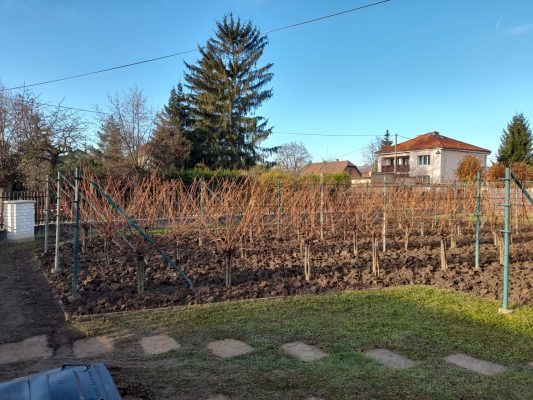 Dobřichovicka vinička připravena k zimnímu spánku