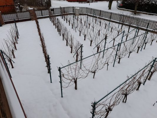 Vinice v Dobřichovicich spí pod bílou peřinkou